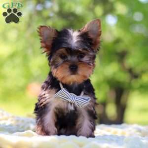 Bolt, Yorkie Puppy